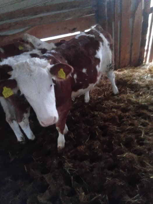 Vind vițea de 5 luni bună de ținut