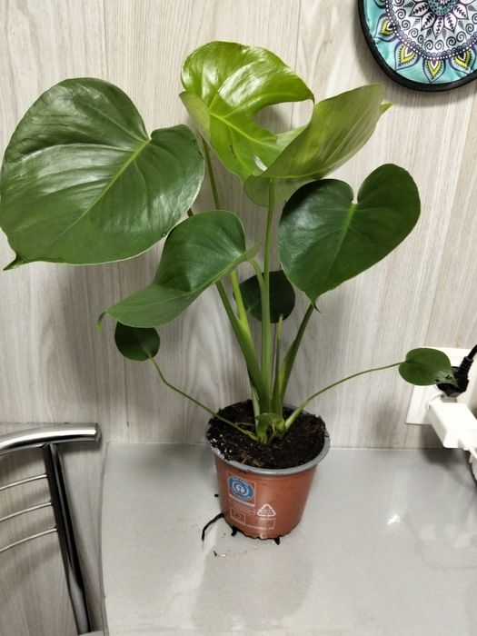 Продам монстеру деликатесную