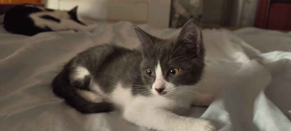 Два домашних котенка