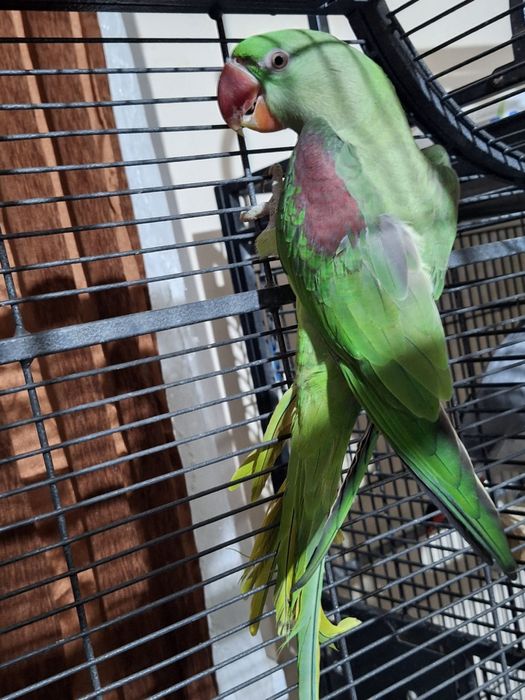 Jucarie Papagal Marele Alexandru + volieră