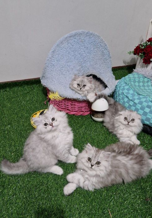 Срочно сотилади хайланд серебристый шиншила