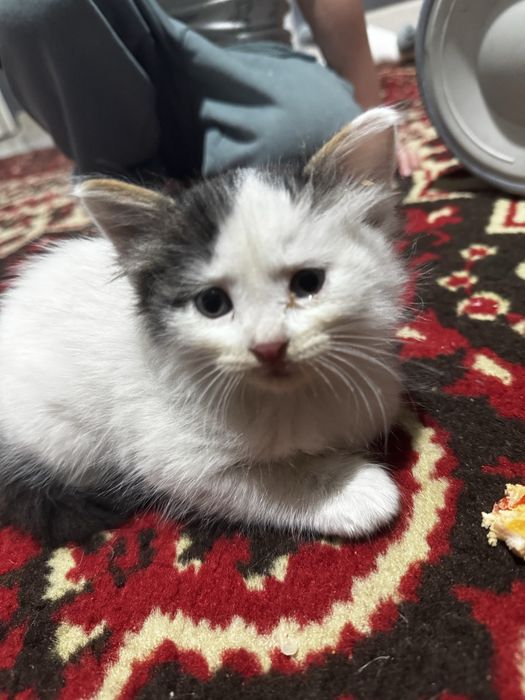 Котенок мальчик