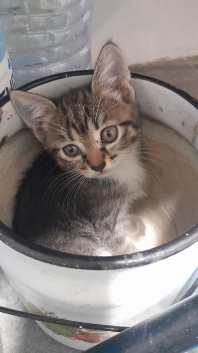 Отдам котенка  в добрые руки