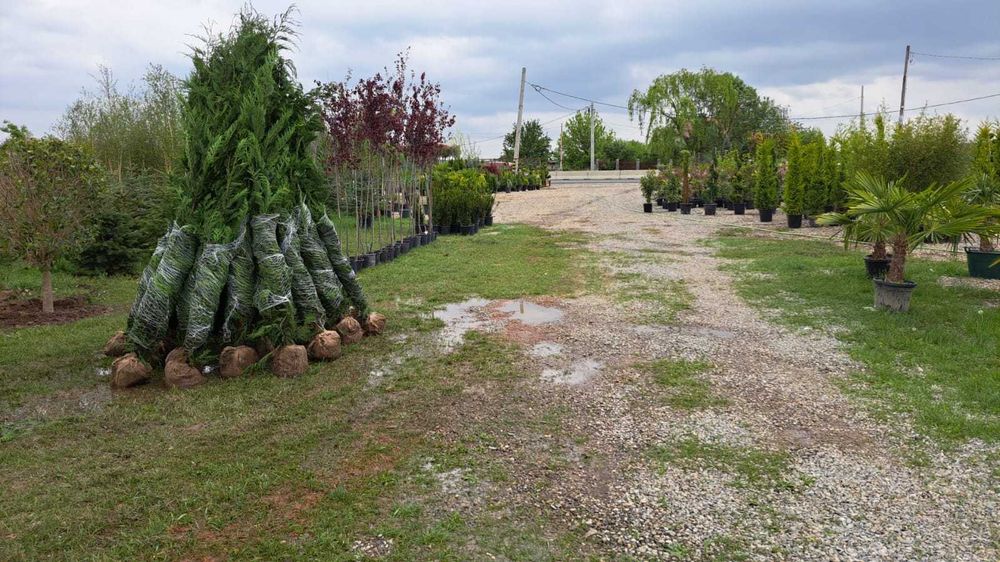 Leylandii pentru Delimitare Proprietate