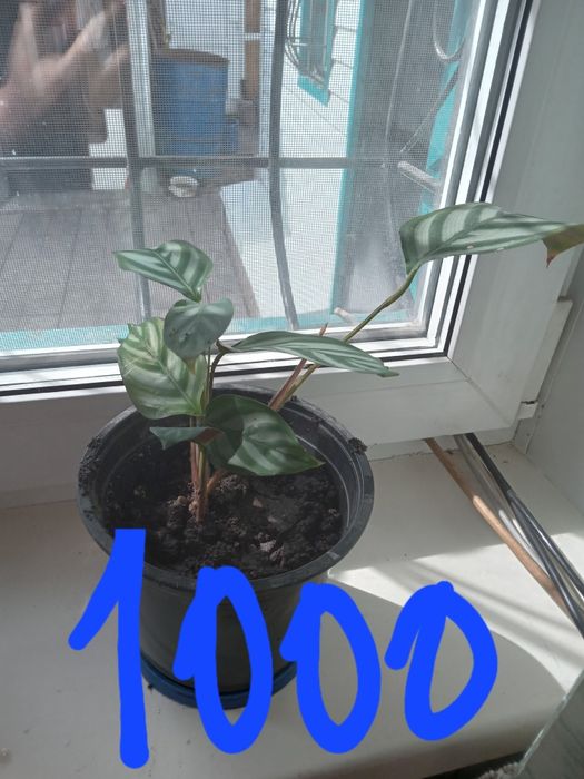 Продам комнатные цветы