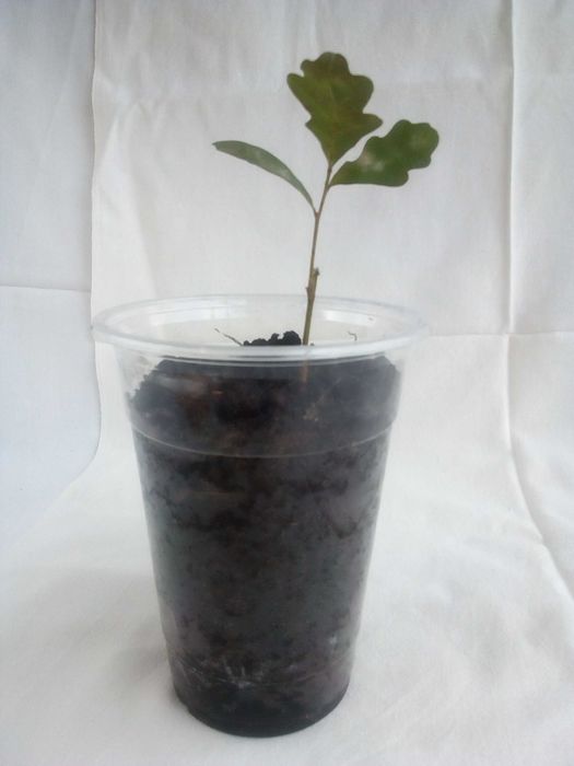 Дъб, Горски,Летен,Quercus Robur, Разсад