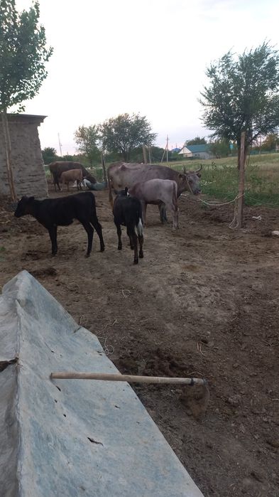 Продается дойные  коровы