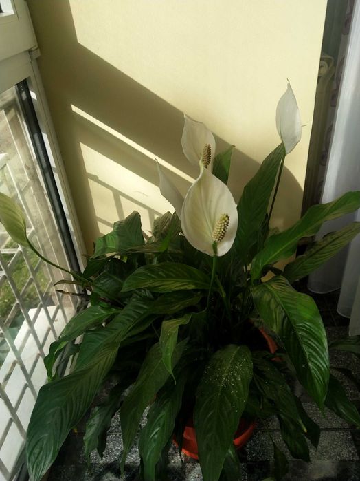 Vând Floare, Crinul Păcii sau Floarea Lunii.