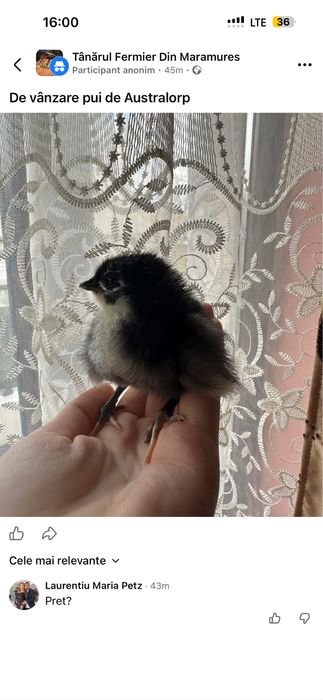 Pui de gaină Australorp