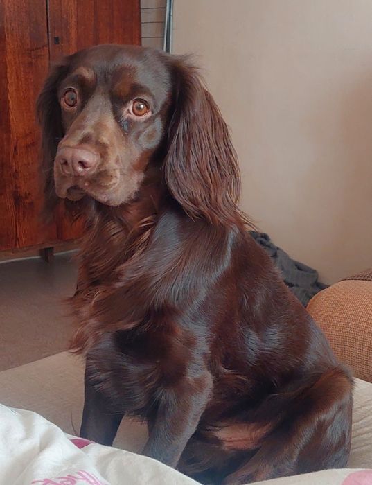 Связка. Кобель. Ищем невесту.