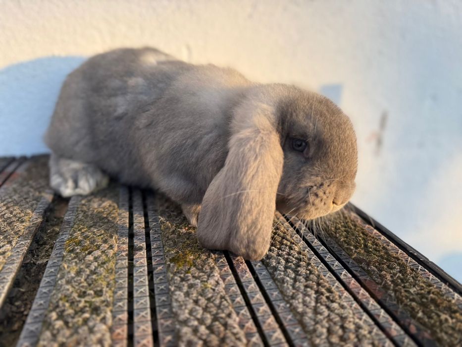 Berbec german, 6 săptămâni