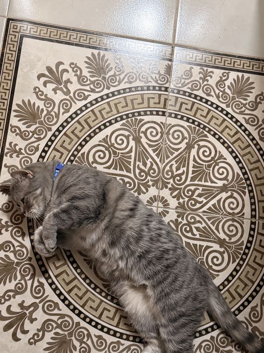 Кошка бесплатно