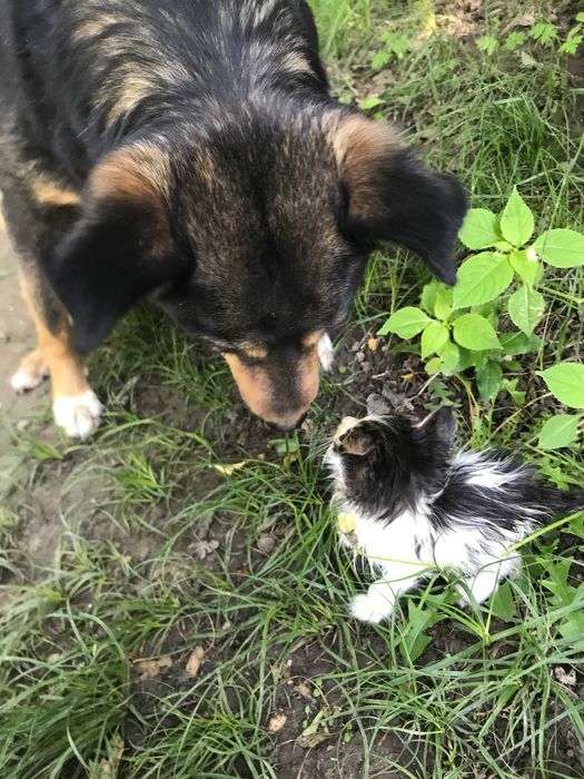 Отдам бесплатно котёнка.