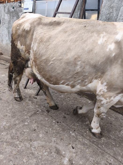 Vaca tânără de vanzare