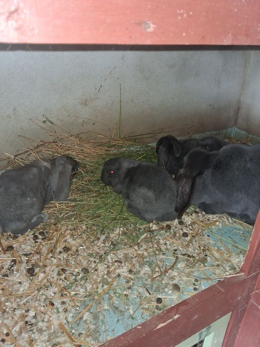 Vând femele cu pui berbec german Albastru