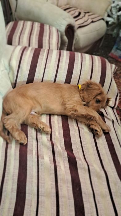 Щенок Порода Лабрадор