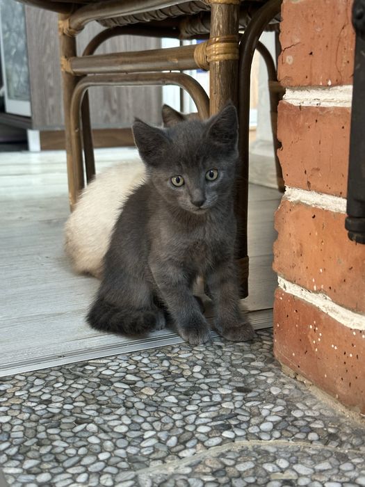 Отдам котят в хорошие руки
