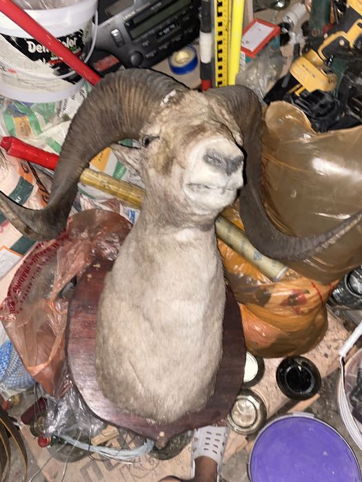 Продам голову оленья,аксесуар для дома