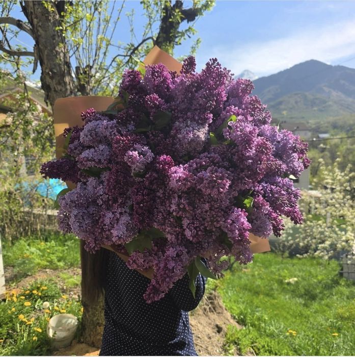 Сирень Букеты Алматы