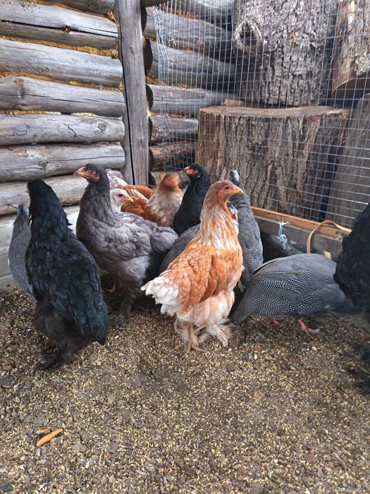 Продам цесарок и браму.