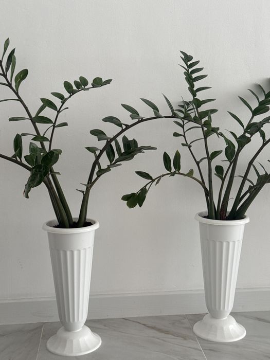 Продам долларовое дерево