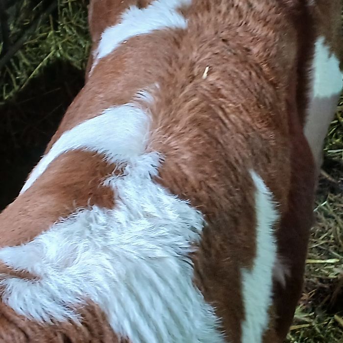 Vitei baltata romaneasca si belgian