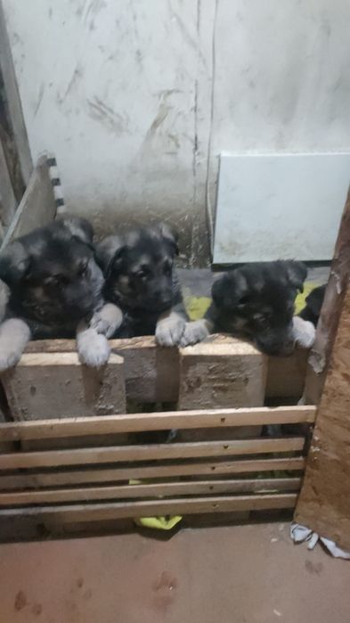 Продаются щенки восточно европейских овчарок