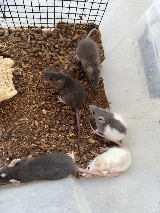 Sobolani de companie