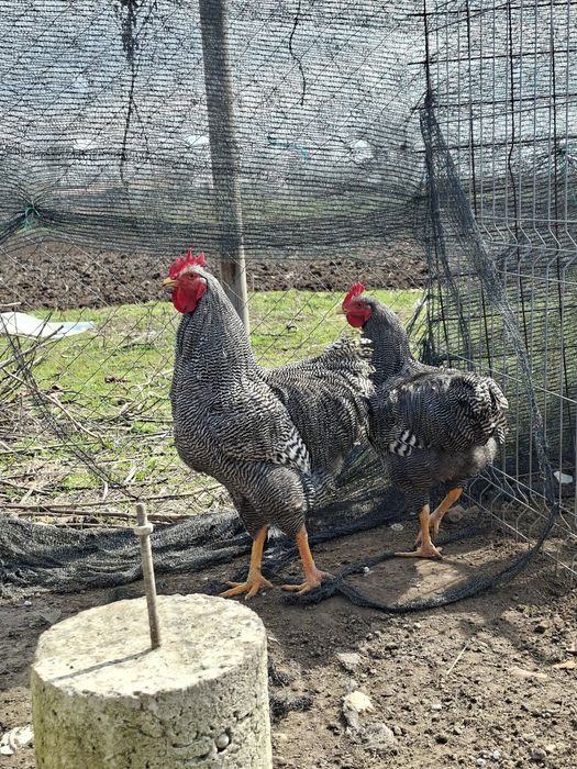 De vanzare cocosi de rasa