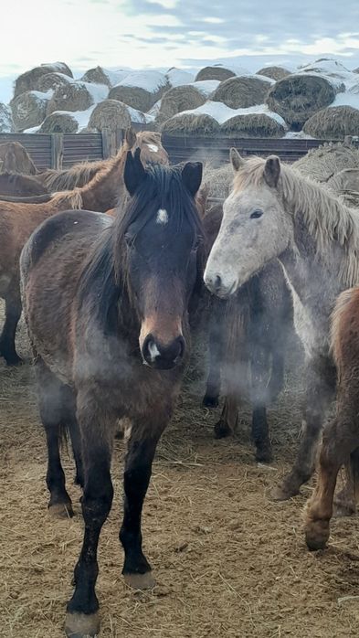 Продам кунандар жеребчики