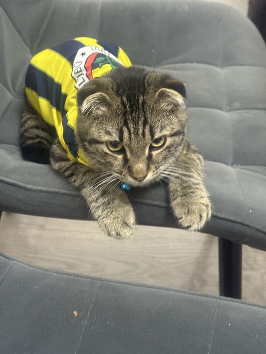 Кот по имени Миша