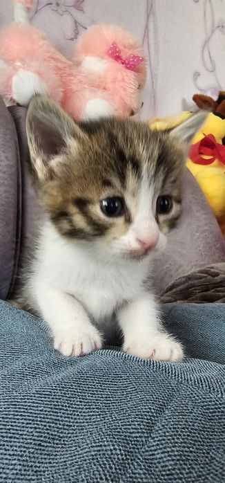 Бесплатно котята