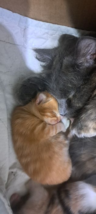 Отдам котят в добрые руки