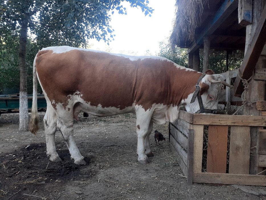 Vând vaca bălțată romaneasca