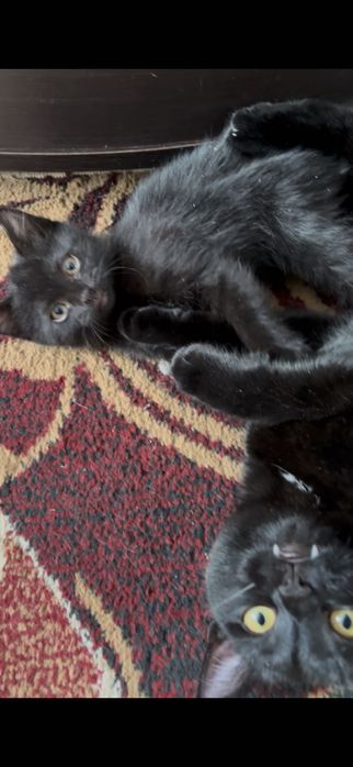 Отдам котенка в добрые руки