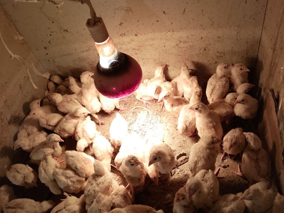 Продам бройлерный цеплять