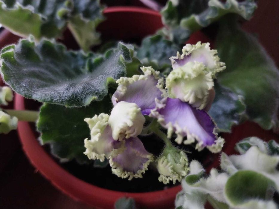 продам цветы -фиалки