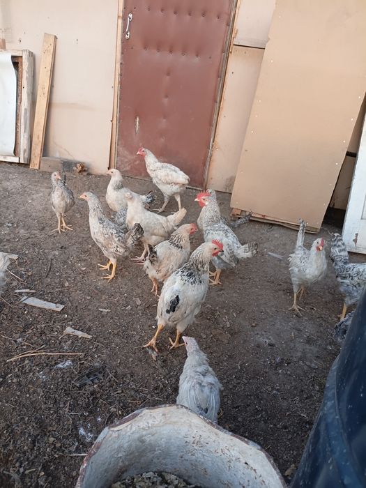 Продам домашних курочек и петушков