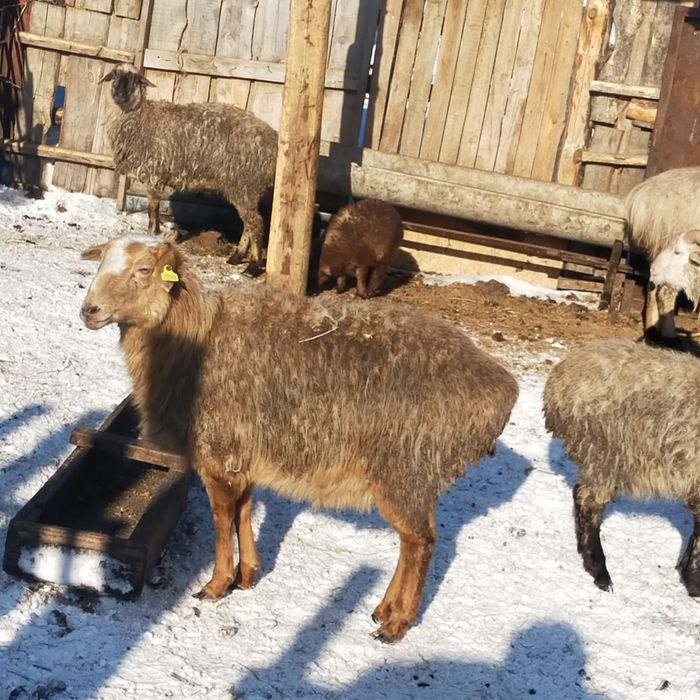 17баранов по 60тыс