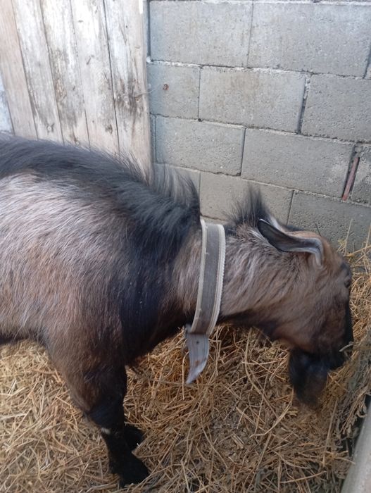Vând un țap foarte frumos și cuminte