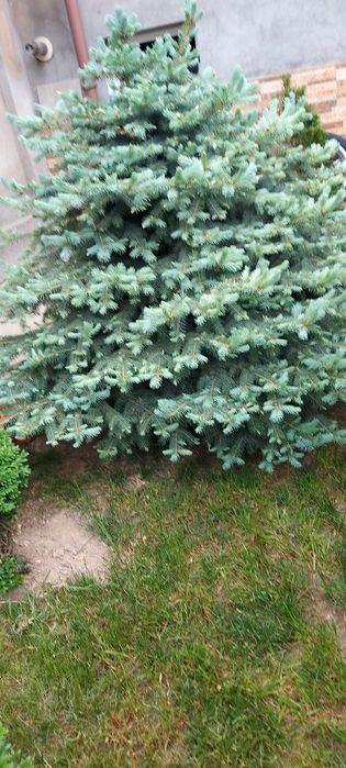 Арча  жуда чиройли буй 1м 50см  1м 70см. 2та