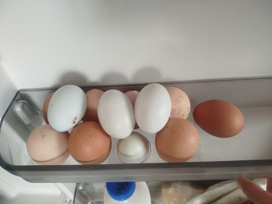 Амераукана лаванда