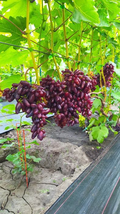 Borisfen vita de vie