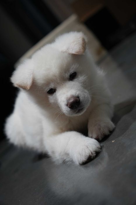 Akita Inu Japonez