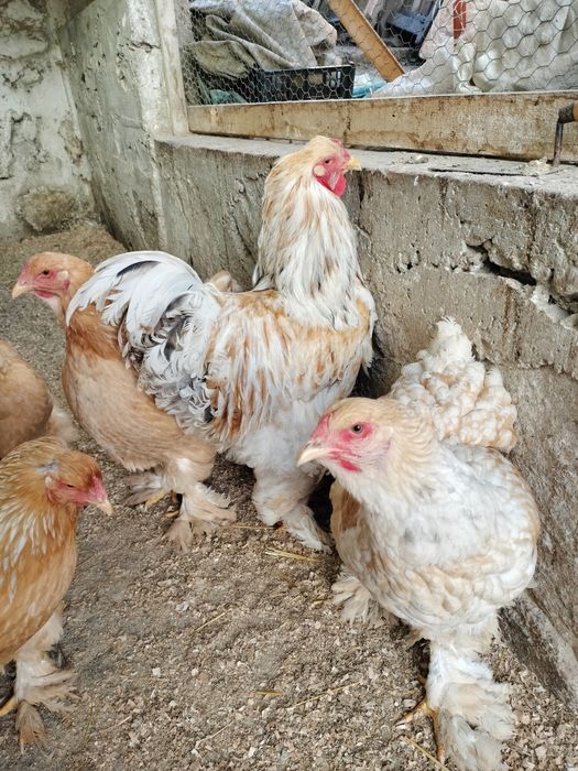 De vânzare familii de brahma
