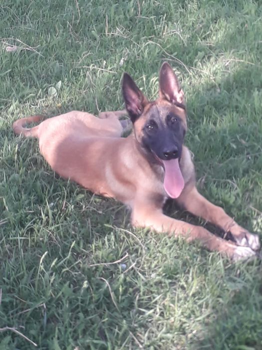 Бельгийская овчарка