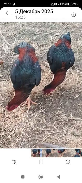 Сатлады срочнаа.