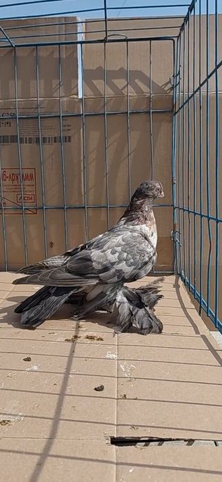 Голуби игровых кровей