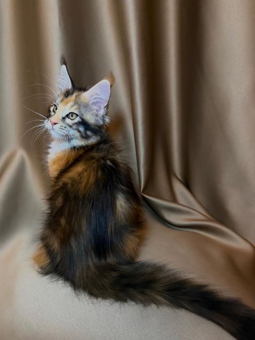 Котята породные мейн-кун