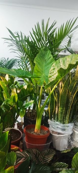 Цветы для офиса для дома и школы